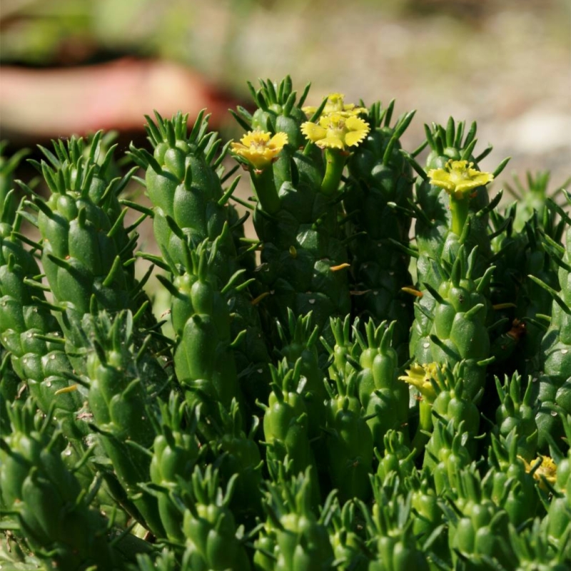 Medusa's Head Euphorbia marlothiana